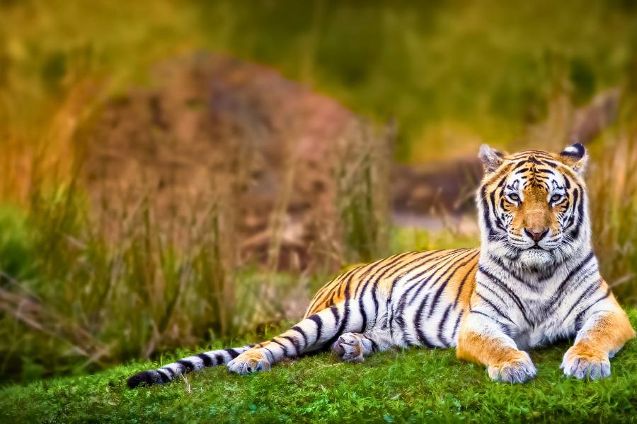 Golden Triangle Tour with Ranthambore – 7-Day Delhi Agra Jaipur and Tiger Safari